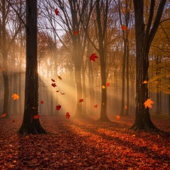 Autumn Shadows
