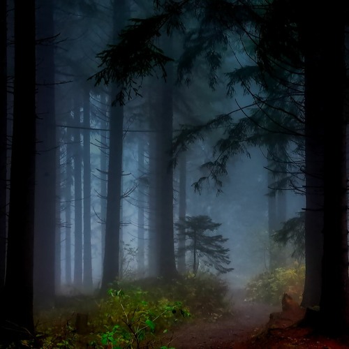 Deep in the Dark Woods[ Co-Prod. by Reverendo Jack]