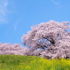 Cherry Blossoms Falling in the Wind