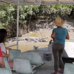 Best Whitsunday Crocodile Safari Including Lunch Tours Review