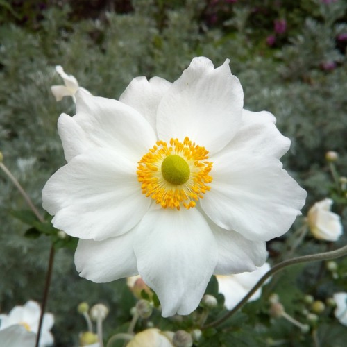 MacDowel - To a wild rose