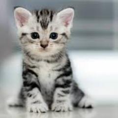 kitten