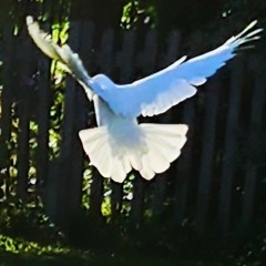 Theives stealing from theives.