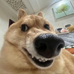 nhạc bay lắc quên lối về