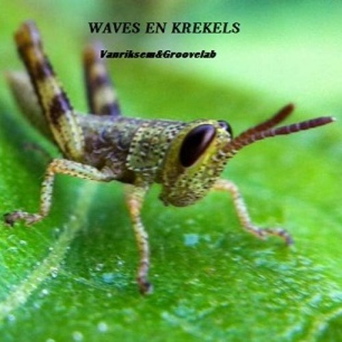 waves en krekels