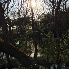 oscillation on waves