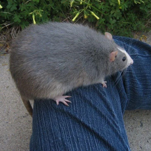 the rat song