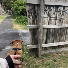 Mancala (earl x bri)