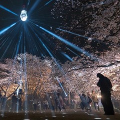 Ambient track for "Hanami" of Sakura at Fukuoka Castle Sakura Festival 2024