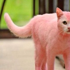 ugly, dirty, no future