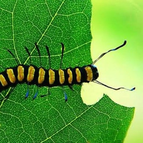 HK_Calm-&-Steady_tracks_62