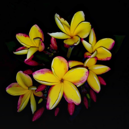 Yapese Song