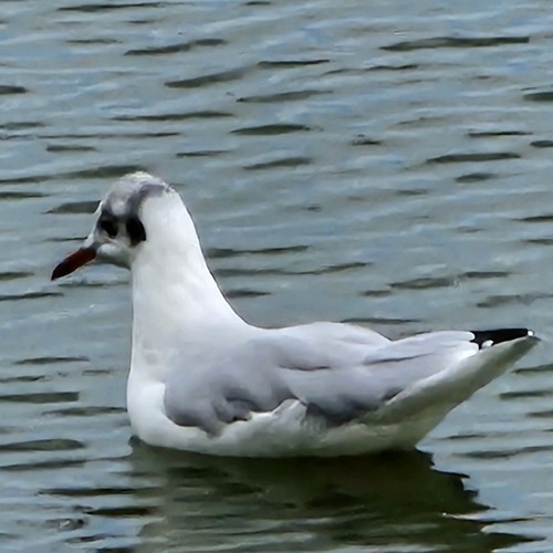 299792458 m/s free connection