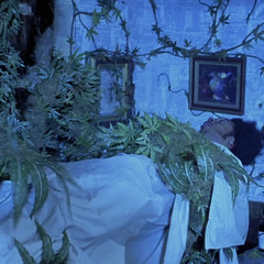 Big tree put the shorty down