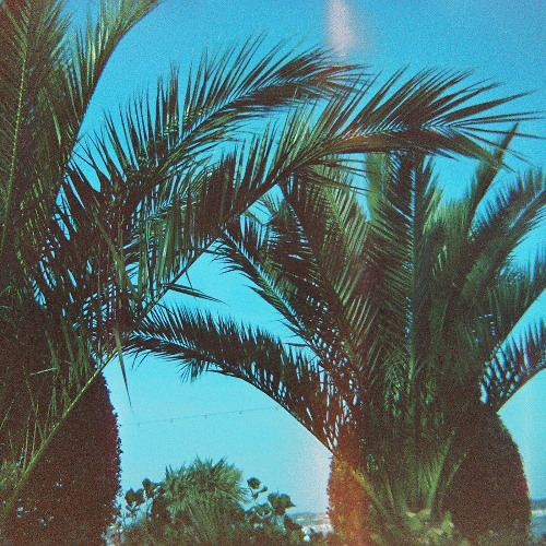 Tree Of The Year