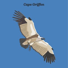Cape Griffon Galliard