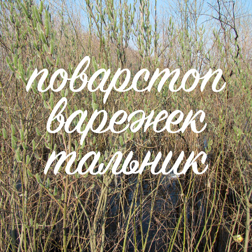 поварстоп, варежек - тальник