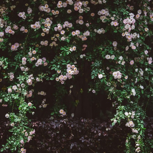 Deep Breakfast 256 ~ Citizen Maze