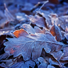 Winter 12_24 Set LivFrm @viaoticaCDMX