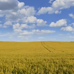 Episode 26: Avoiding Dockages and Pushing Yield with Wheat