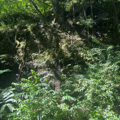 Swampy