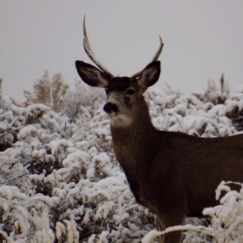 Stream Wildlife in Neighborhoods During the Winter by The Nevada ...