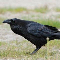 Grand corbeau avec sons d'envol et de vol