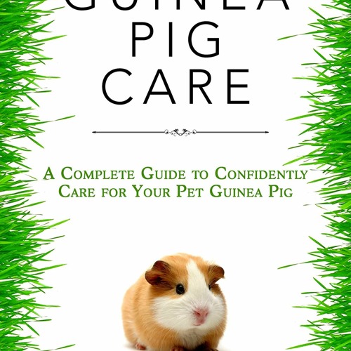 Guinea pig care guide for beginners sales