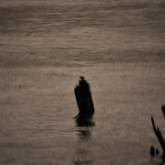 Faustus