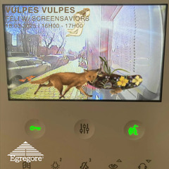 féli avec screensaviors - Vulpes Vulpes (Mars 2025)