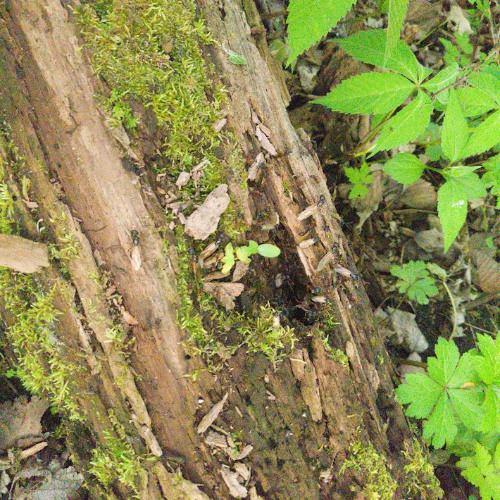 user 808=crashout beat