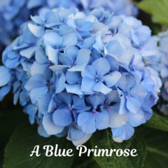 A Blue Primrose