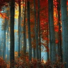 |-Playlist-\-Therian-/-Forest-|