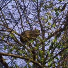 06.11.24 Morning Sketch