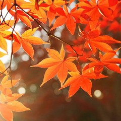Biệt Khúc Chờ Nhau - Vũ Uy