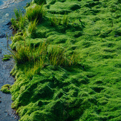 DJ RAMIEL | Ambient & Experimental - Dive into nature