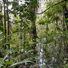 Ecuadorian Amazon- Light Rain on Broadleaves with Active Wildlife