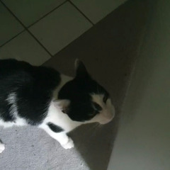 chapters226 - blackdavidbowie (xx99)