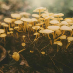 fungi
