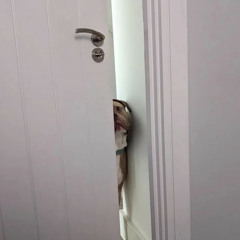 panic room