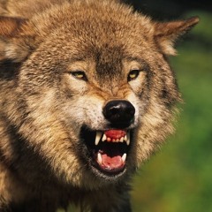 Animal ( Version 2 )