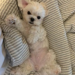 여름이의 잠꼬대