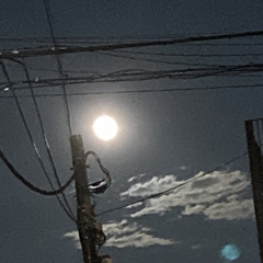 PEDRO  /  生活革命