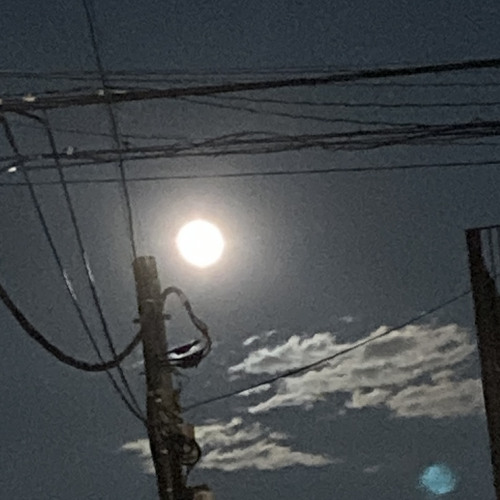 PEDRO  /  生活革命