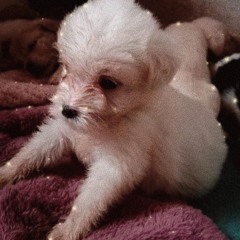 lo opuesto cover ataquemos