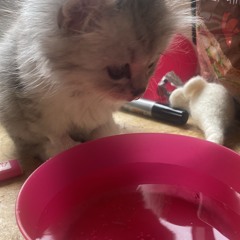 ( Instru ) My Lovely Furry Star - BOUKHA Paris