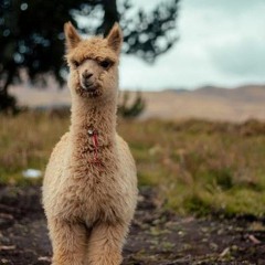 Appalachian Alpaca