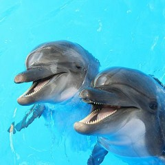 King  Imagine Online Quartet  - Dolphins  Smile