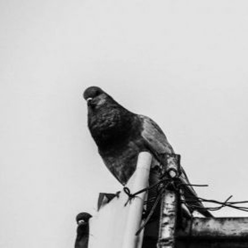 Dove in the Cloude