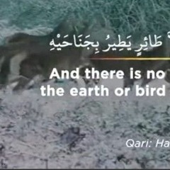 و ما من دابة تمشى فى الارض او طائر يطير بجناحيه الا امم امثالكم..الشيخ هزاع البلوشي اسمع بقلبك..🌹